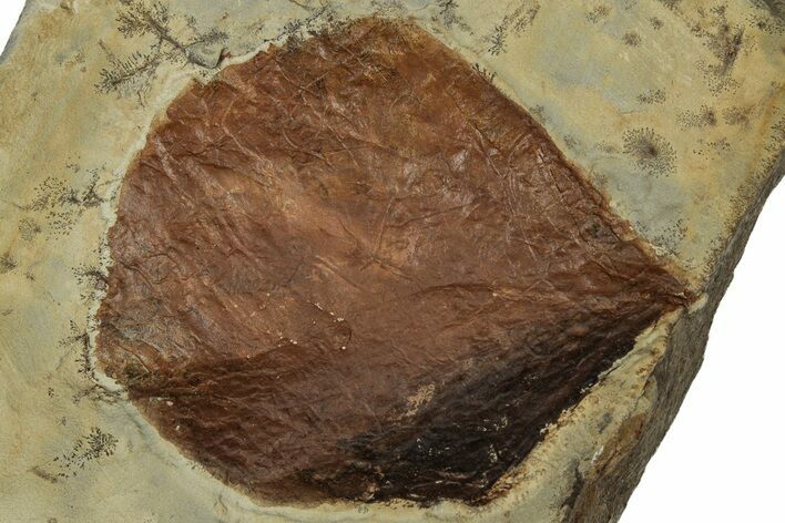 Paleocene Fossil Leaf (Zizyphoides) - Montana #356550